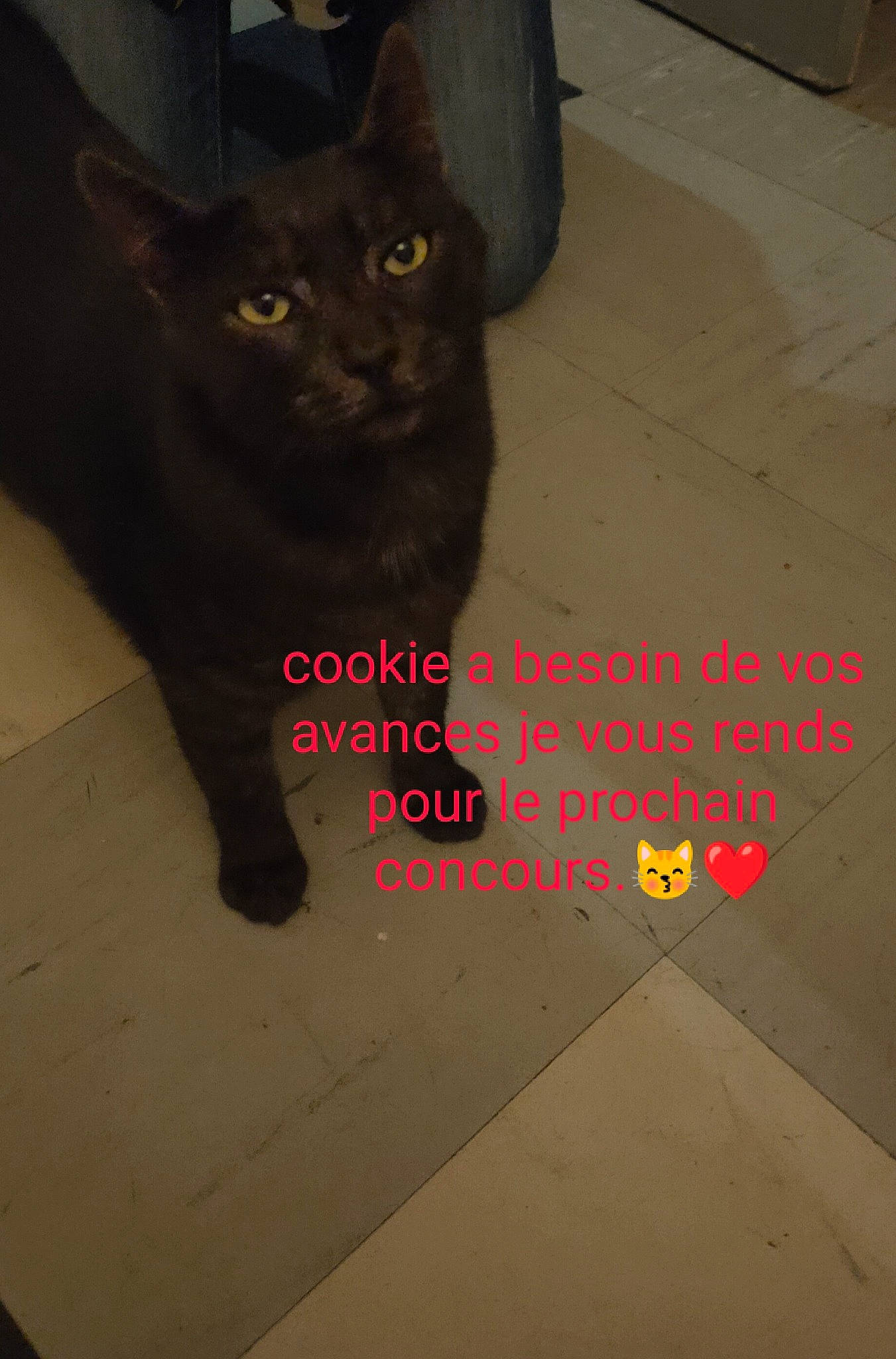 Cookie a rejoint le concours — aidez-le/la à gagner de superbes lots ! asphalt, automotive_tire, black_cat, carmine, carnivore, cat, domestic_short_haired_cat, felidae, floor, flooring, font, fur, gas, grey, road_surface, small_to_medium_sized_cats, snout, tail, terrestrial_animal, whiskers