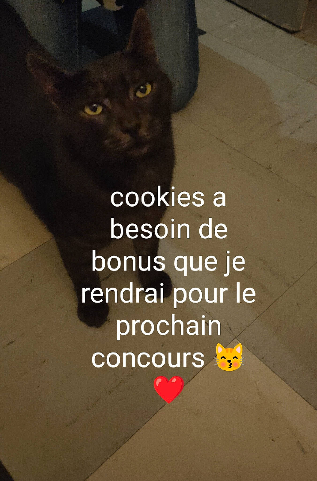Cookie a rejoint le concours — aidez-le/la à gagner de superbes lots ! automotive_tire, black_cat, carnivore, cat, domestic_short_haired_cat, door, felidae, floor, flooring, font, hardwood, internet_meme, mammal, photo_caption, small_to_medium_sized_cats, snout, tail, whiskers, window, wood