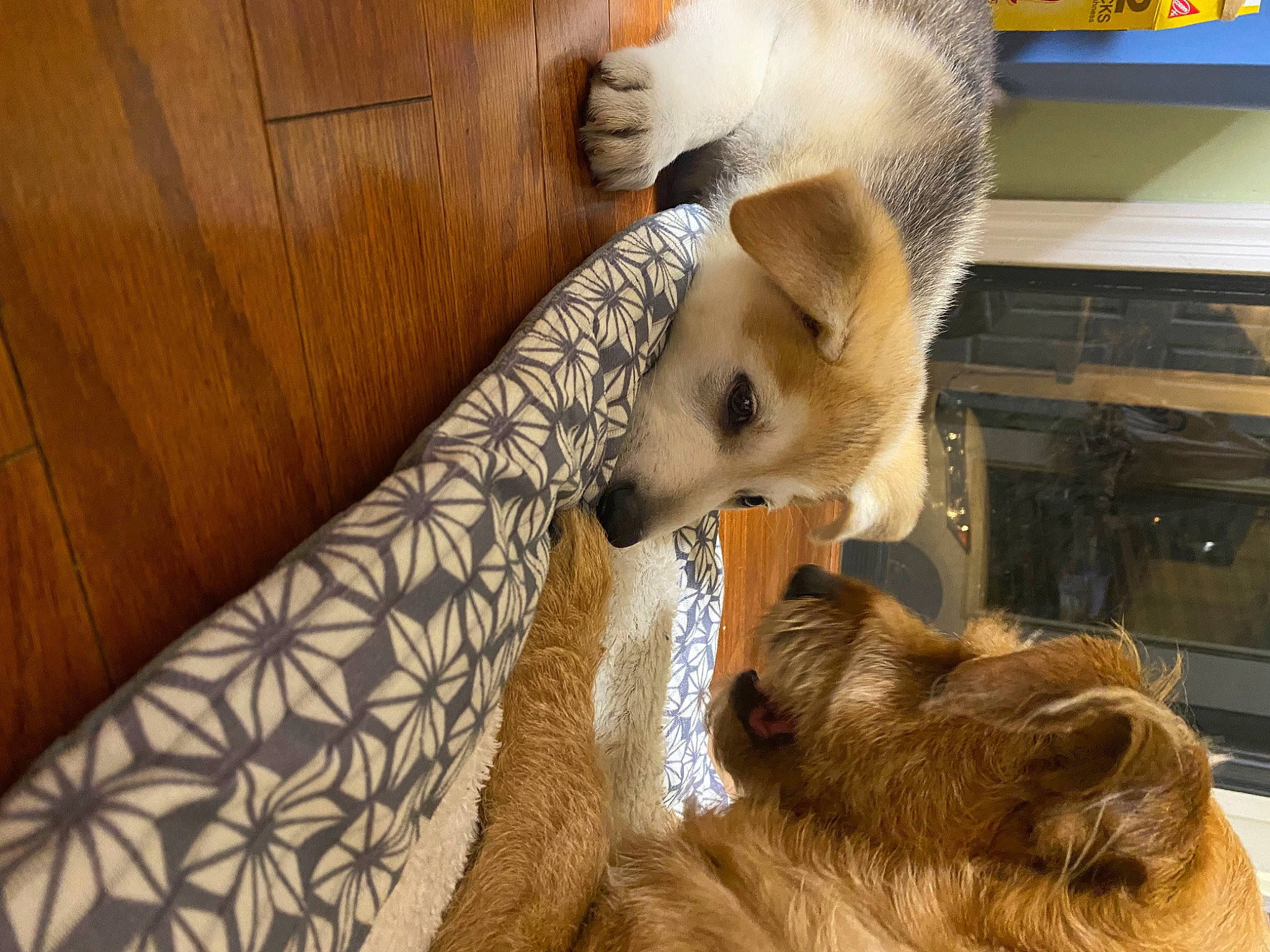 Maverick joined the competition — help win amazing prizes! canidae, carnivore, comfort, companion_dog, couch, dog, dog_breed, fawn, fur, hardwood, liver, mammal, snout, sporting_group, terrestrial_animal, vertebrate, whiskers, wildlife, wood, working_animal