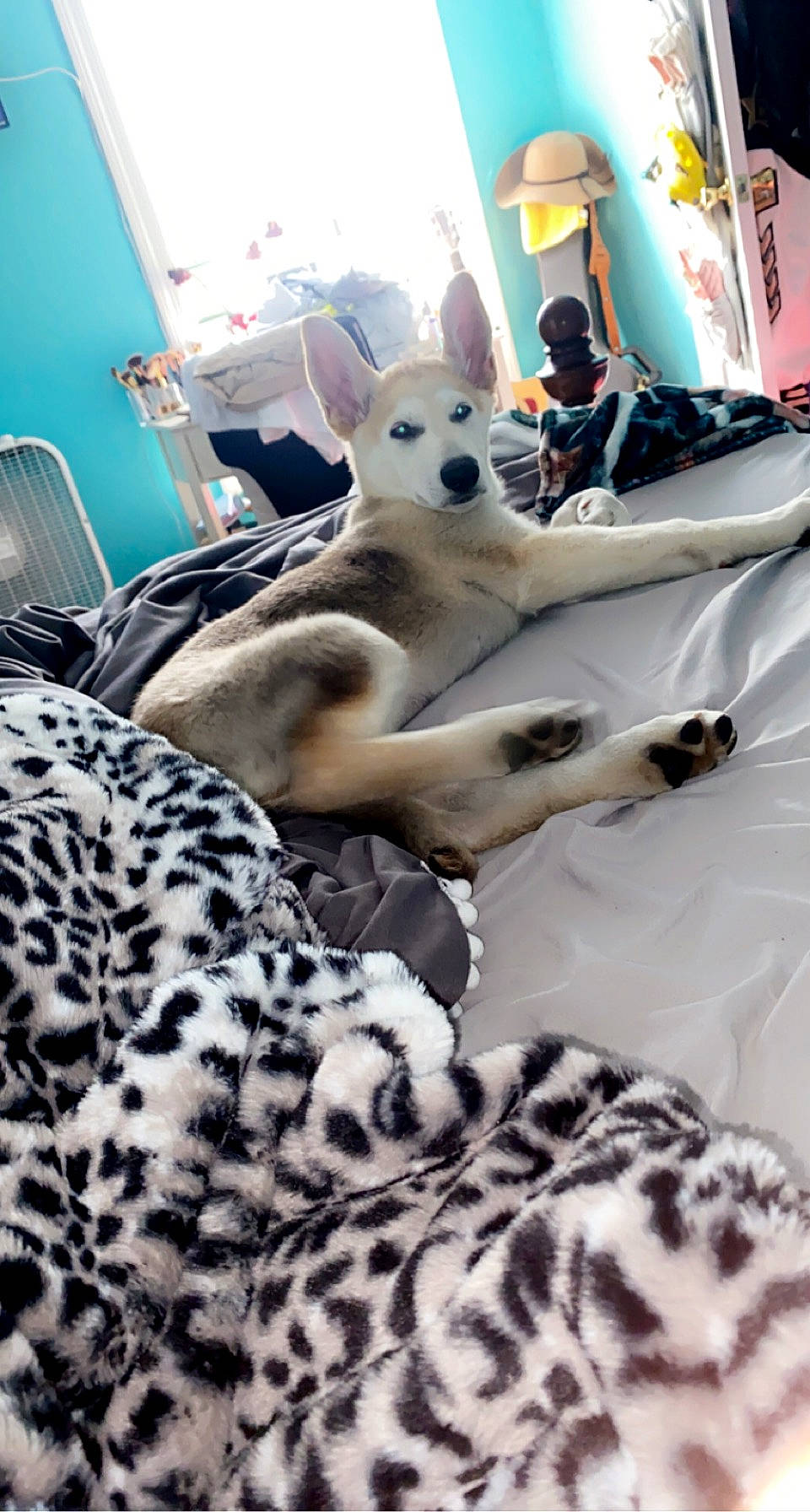 Maverick joined the competition — help win amazing prizes! big_cats, carnivore, comfort, companion_dog, dalmatian, dog, dog_breed, fawn, felidae, leopard, mammal, photograph, picture_frame, small_to_medium_sized_cats, snout, terrestrial_animal, textile, vertebrate, whiskers, white