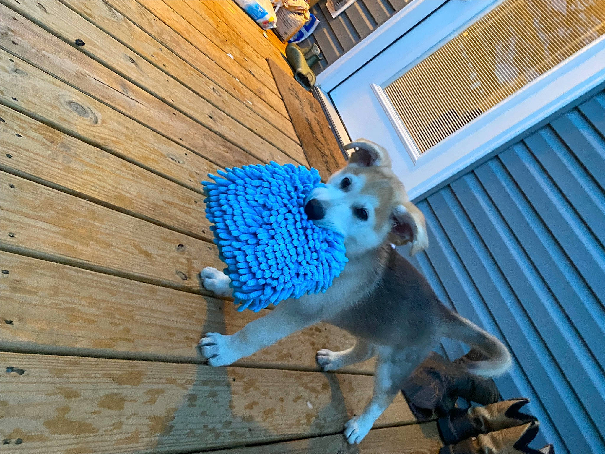 Maverick is registered to the contest to win money with this photo: blue, carnivore, companion_dog, dog, dog_breed, dog_supply, door, electric_blue, fawn, fur, hardwood, line, mesh, metal, pet_supply, snout, tail, terrestrial_animal, toy_dog, wood