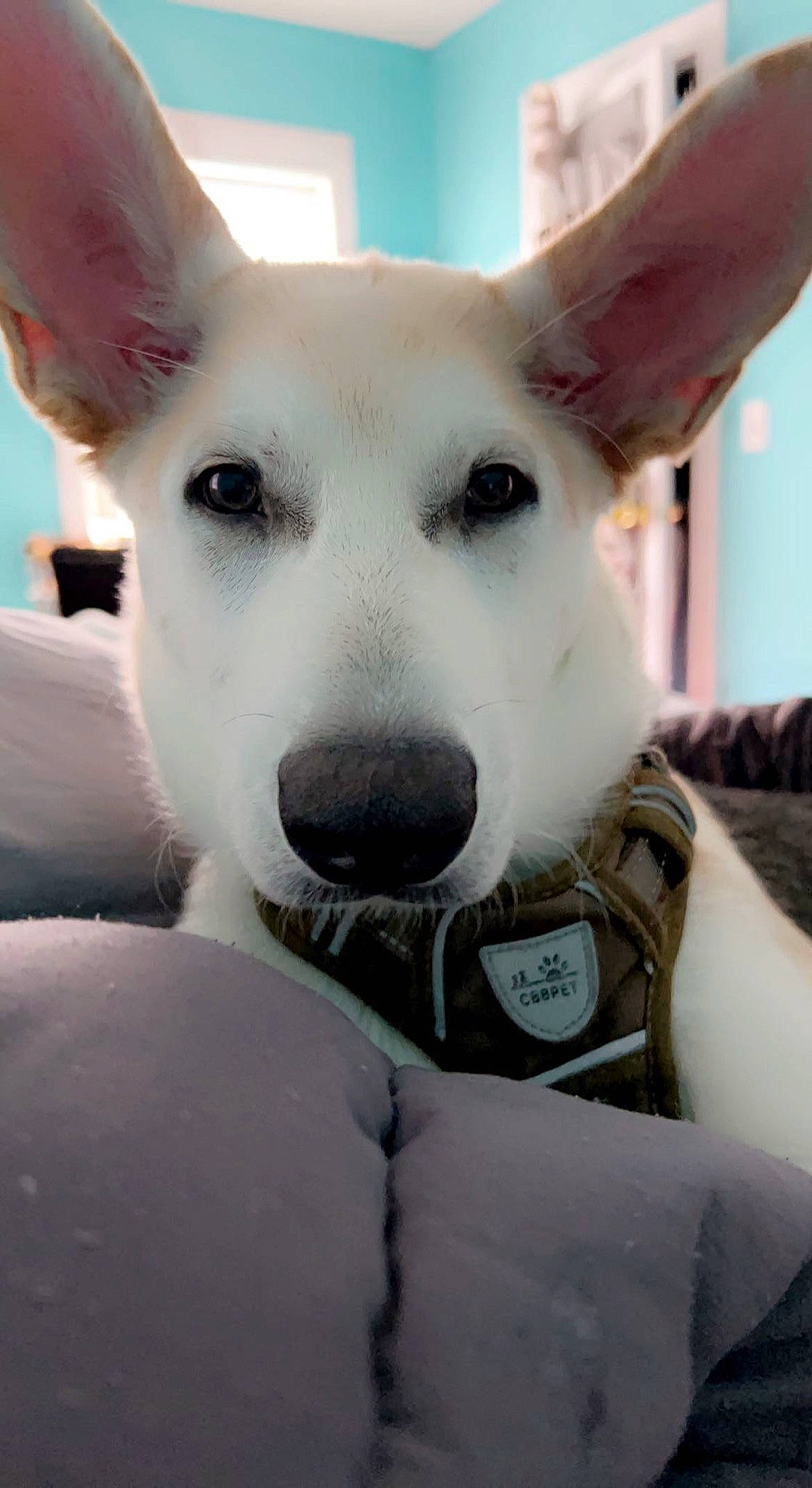 Maverick joined the competition — help win amazing prizes! ancient_dog_breeds, canidae, carnivore, collar, comfort, companion_dog, dog, dog_breed, dog_collar, ear, fawn, fur, giant_dog_breed, jaw, non_sporting_group, snout, sporting_group, whiskers, working_animal, working_dog