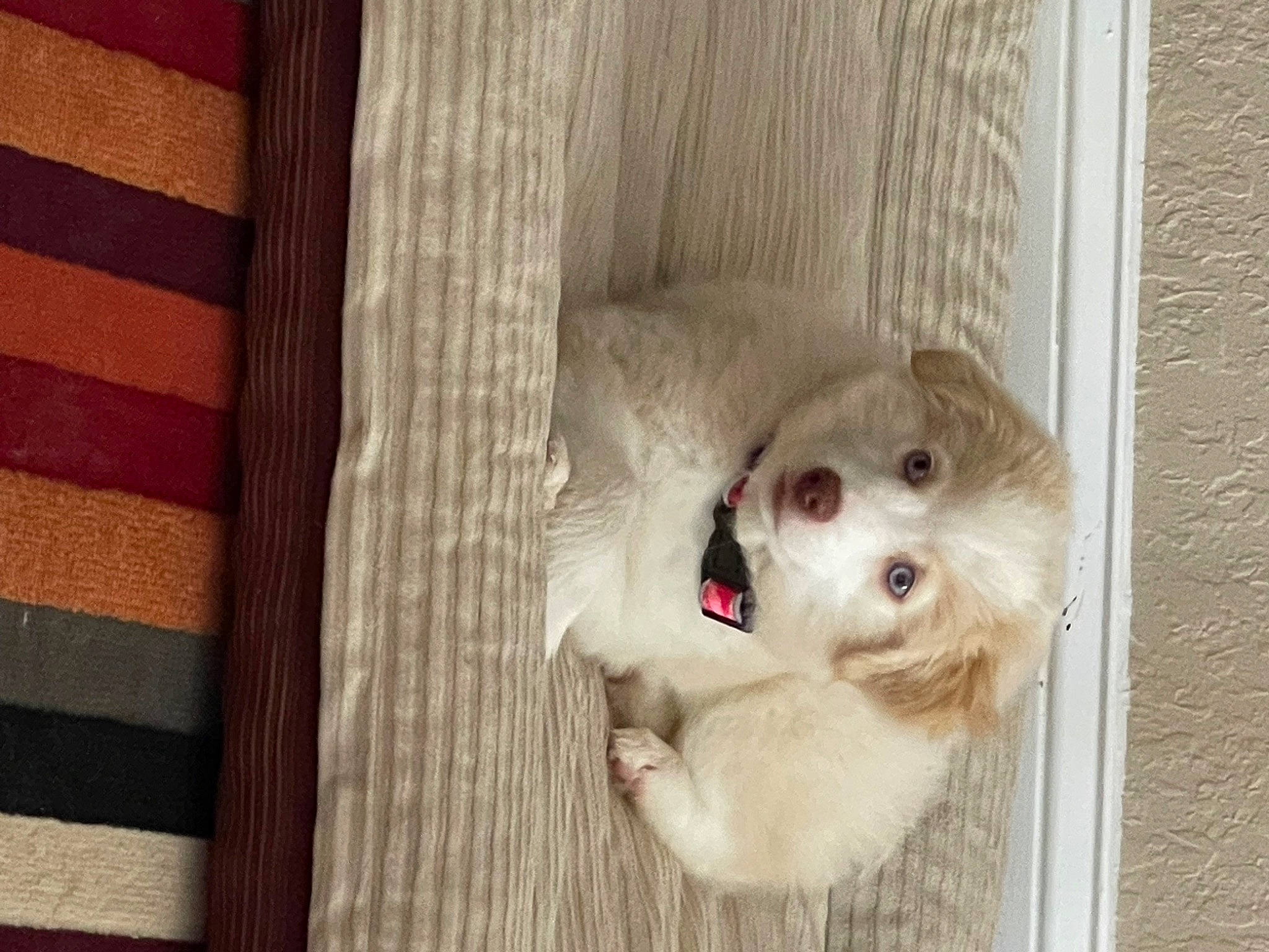 Sunni joined the competition — help win amazing prizes! animal_shelter, cage, canidae, carnivore, companion_dog, couch, dog, dog_breed, dog_supply, fawn, felidae, fur, hardwood, paw, pet_supply, snout, sporting_group, whiskers, wood, working_animal