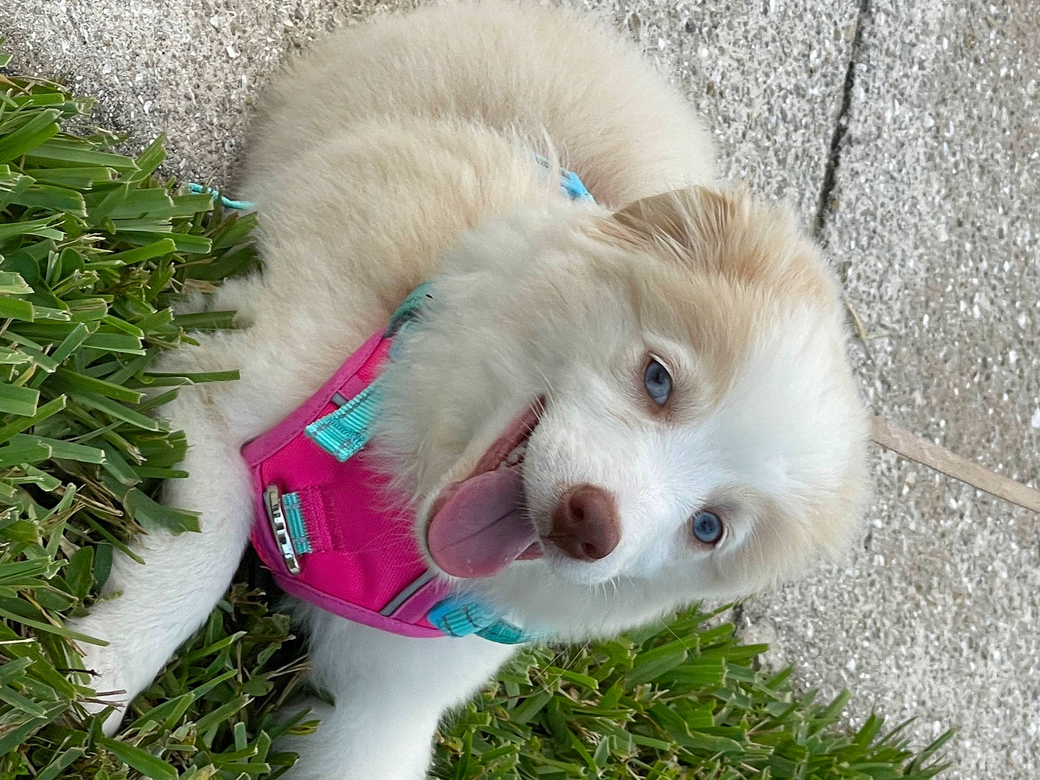 Sunni is registered to the contest to win money with this photo: ball, canidae, carnivore, collar, companion_dog, dog, dog_breed, dog_clothes, dog_supply, fawn, grass, leash, pet_supply, plant, snout, sporting_group, toy, toy_dog, whiskers, working_animal