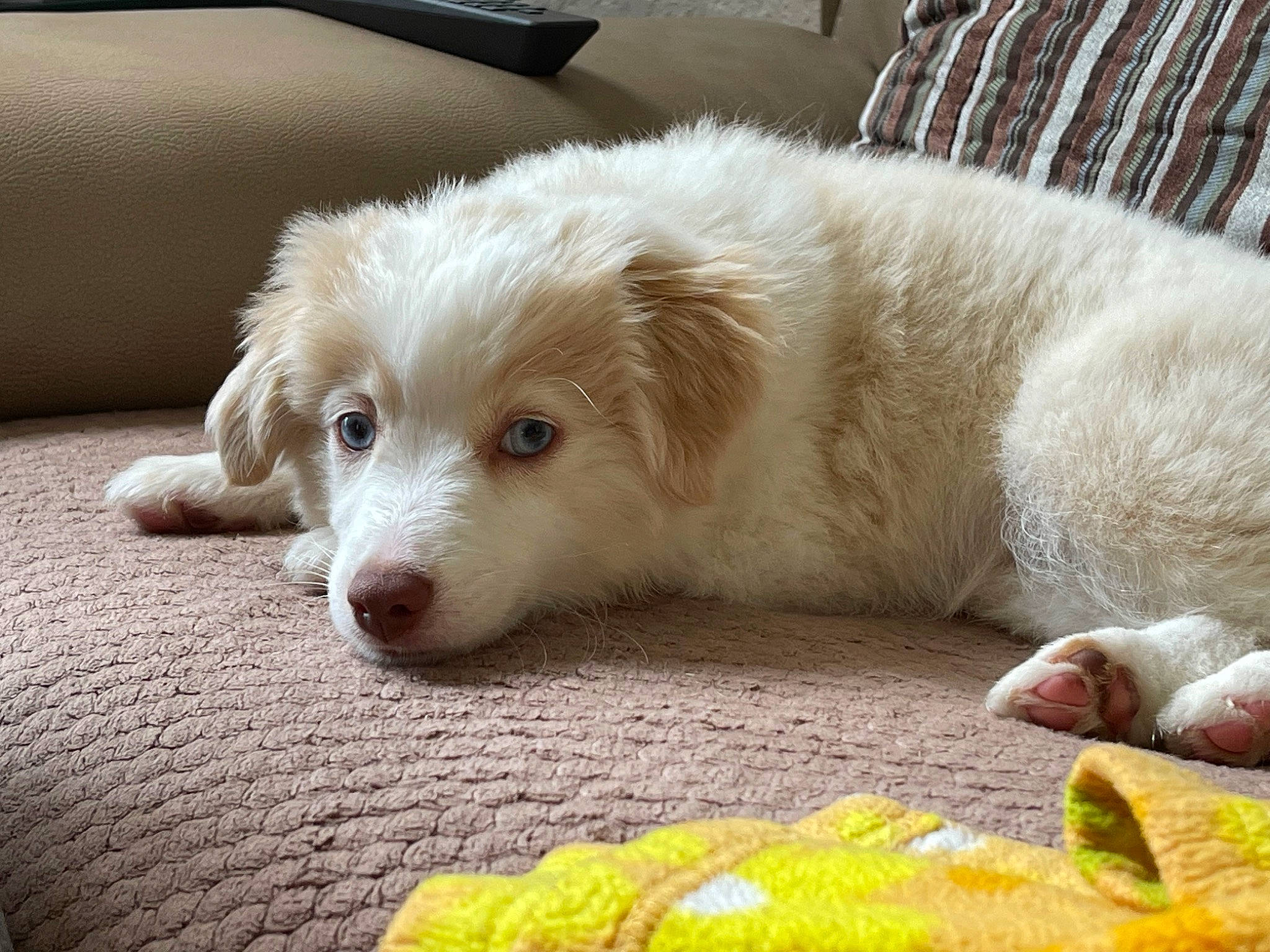 Sunni joined the competition — help win amazing prizes! canidae, carnivore, comfort, companion_dog, couch, dog, dog_breed, fawn, flooring, fur, grass, paw, pet_supply, plant, snout, sporting_group, terrestrial_animal, whiskers, working_animal, working_dog