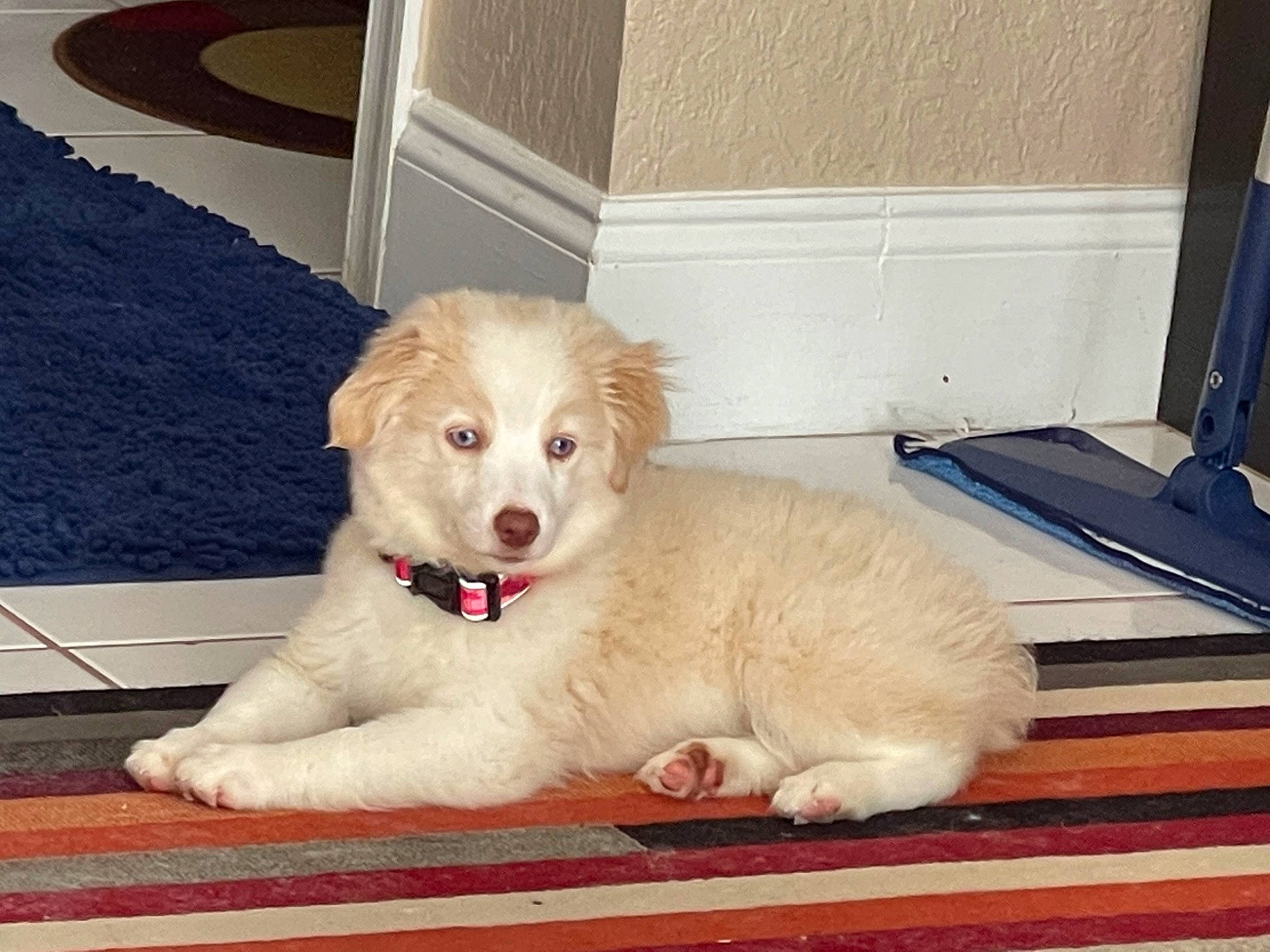 Sunni joined the competition — help win amazing prizes! canidae, carnivore, companion_dog, dog, dog_breed, dog_supply, fawn, floor, flooring, fur, hardwood, livestock_guardian_dog, paw, pet_supply, retriever, snout, sporting_group, whiskers, wood, working_animal