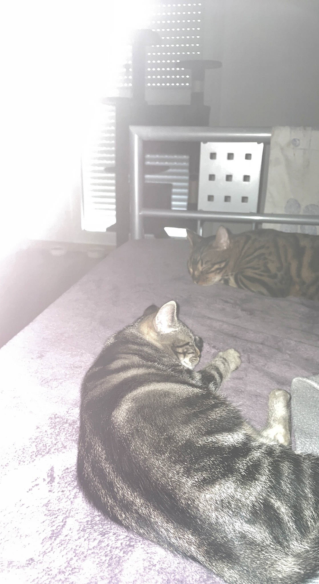 Tia a rejoint le concours — aidez-le/la à gagner de superbes lots ! black, black_and_white, cabinetry, carnivore, cat, chest_of_drawers, comfort, drawer, felidae, floor, flooring, grey, hardwood, interior_design, light, small_to_medium_sized_cats, style, table, white, wood