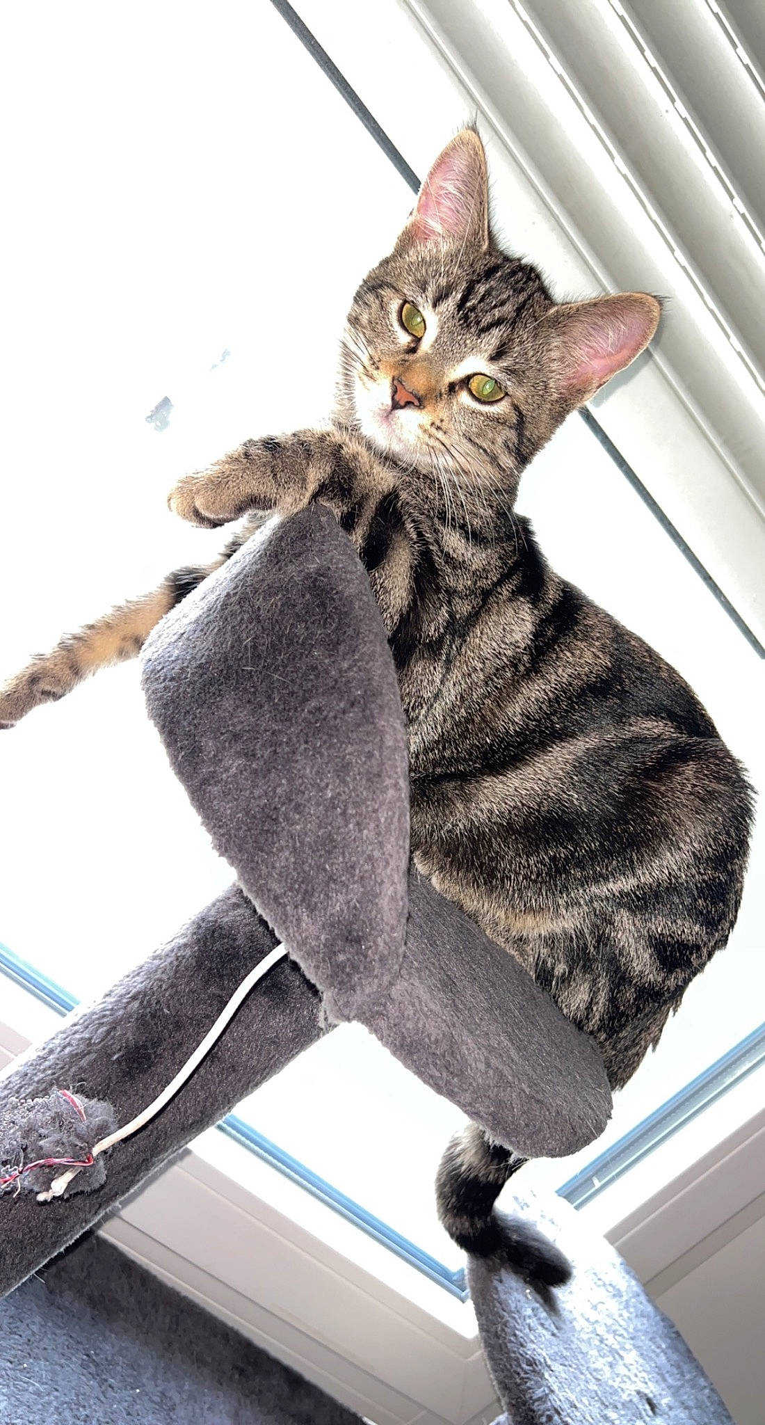 Tia participe au concours pour gagner de l'argent avec cette photo : cat, claw, domestic_short_haired_cat, fashion_accessory, fawn, felidae, fur, pattern, paw, sitting, small_to_medium_sized_cats, snout, tail, terrestrial_animal, whiskers