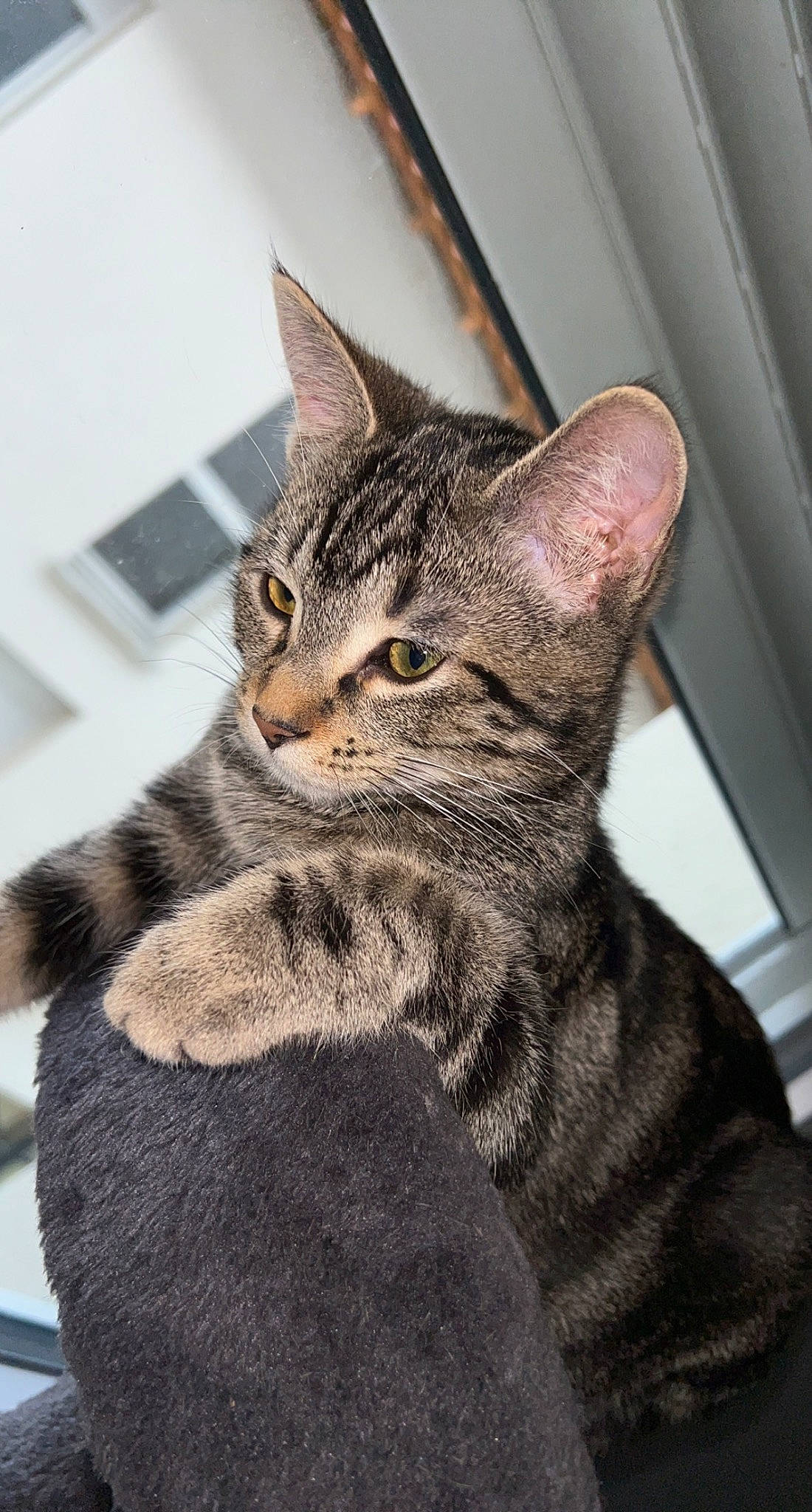 Tia participe au concours pour gagner de l'argent avec cette photo : carnivore, cat, claw, domestic_short_haired_cat, felidae, fur, small_to_medium_sized_cats, snout, terrestrial_animal, whiskers, window