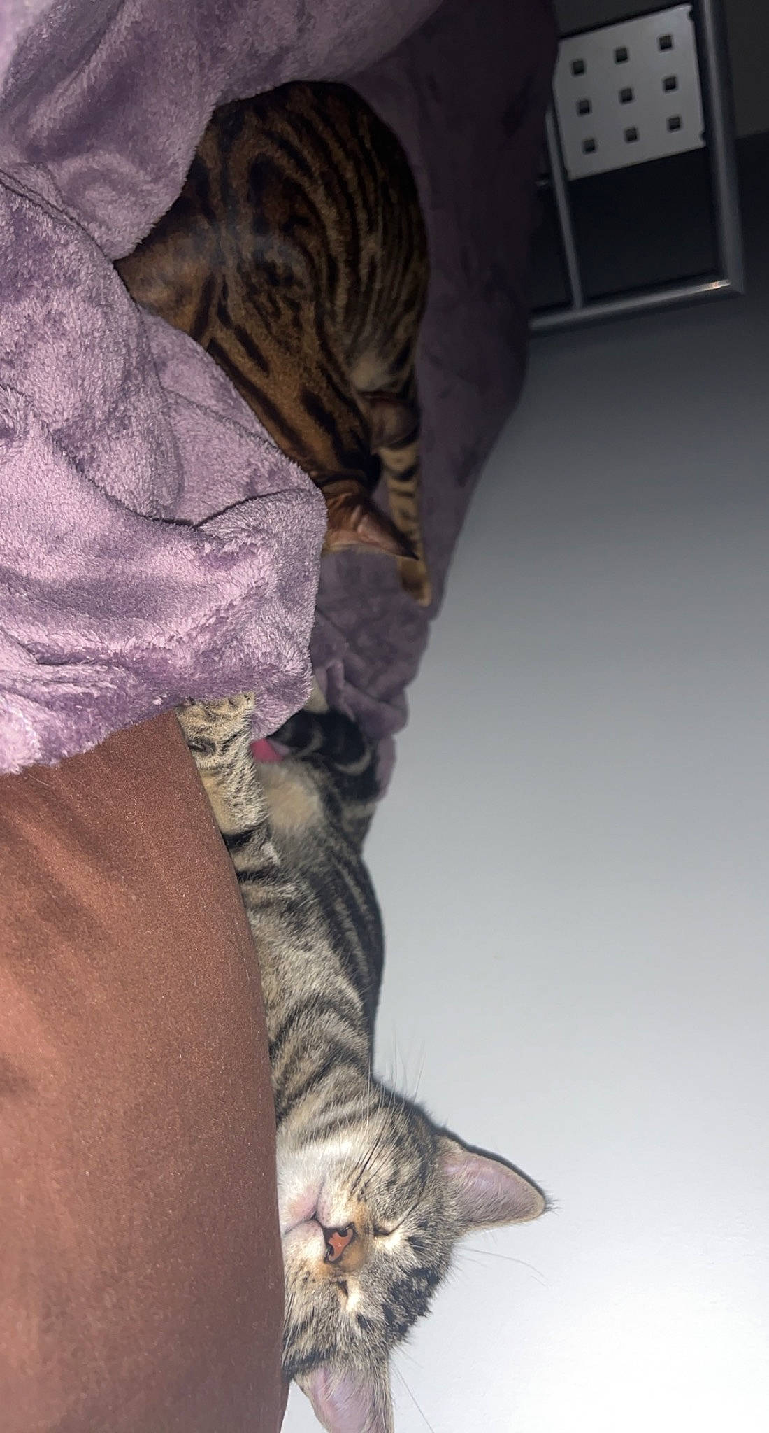 Tia a rejoint le concours — aidez-le/la à gagner de superbes lots ! carnivore, cat, claw, comfort, domestic_short_haired_cat, felidae, flooring, foot, fur, grey, human_leg, knee, linens, paw, small_to_medium_sized_cats, tail, thigh, tree, vertebrate, whiskers