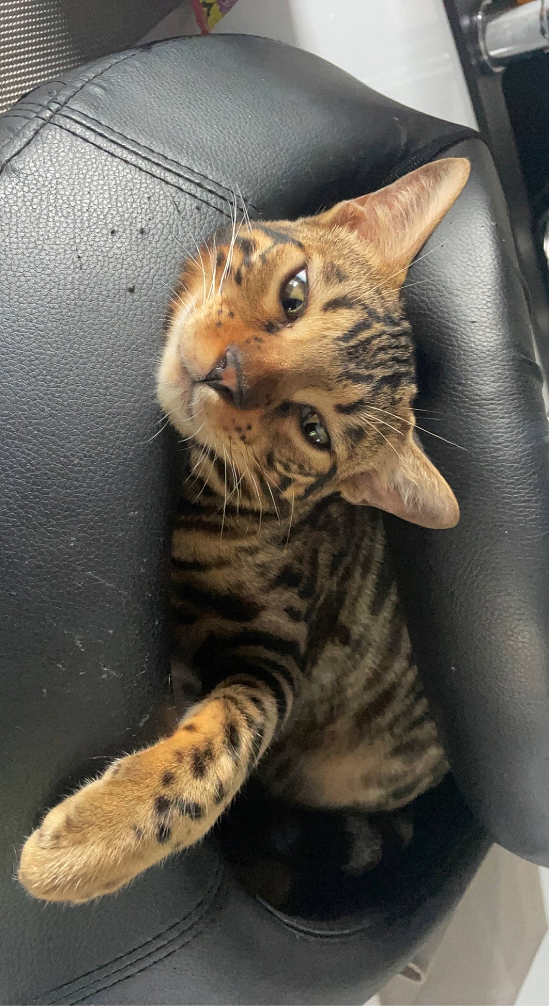 Tiny a rejoint le concours — aidez-le/la à gagner de superbes lots ! carnivore, cat, claw, domestic_short_haired_cat, door, felidae, foot, fur, paw, small_to_medium_sized_cats, snout, tail, terrestrial_animal, whiskers, wildlife, window, wood