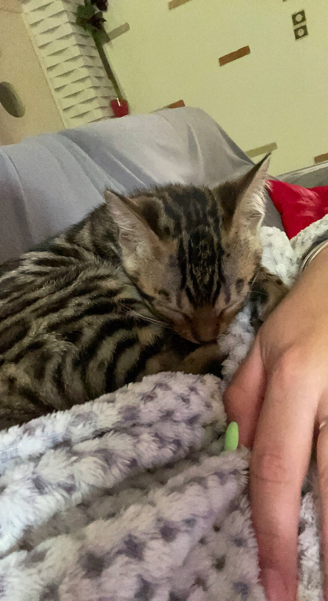 Tiny a rejoint le concours — aidez-le/la à gagner de superbes lots ! bed, bedding, carnivore, cat, claw, comfort, domestic_short_haired_cat, felidae, fur, linens, nail, nap, pattern, paw, sleep, small_to_medium_sized_cats, snout, tail, terrestrial_animal, whiskers