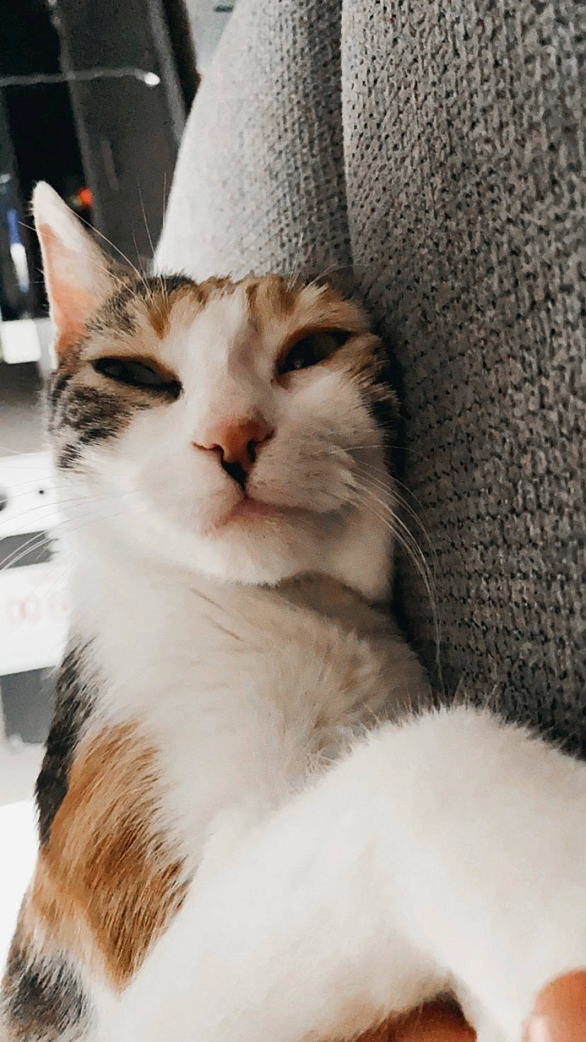 Rina a rejoint le concours — aidez-le/la à gagner de superbes lots ! carnivore, cat, claw, comfort, domestic_short_haired_cat, fawn, felidae, fur, paw, small_to_medium_sized_cats, snout, tail, whiskers, window, wood