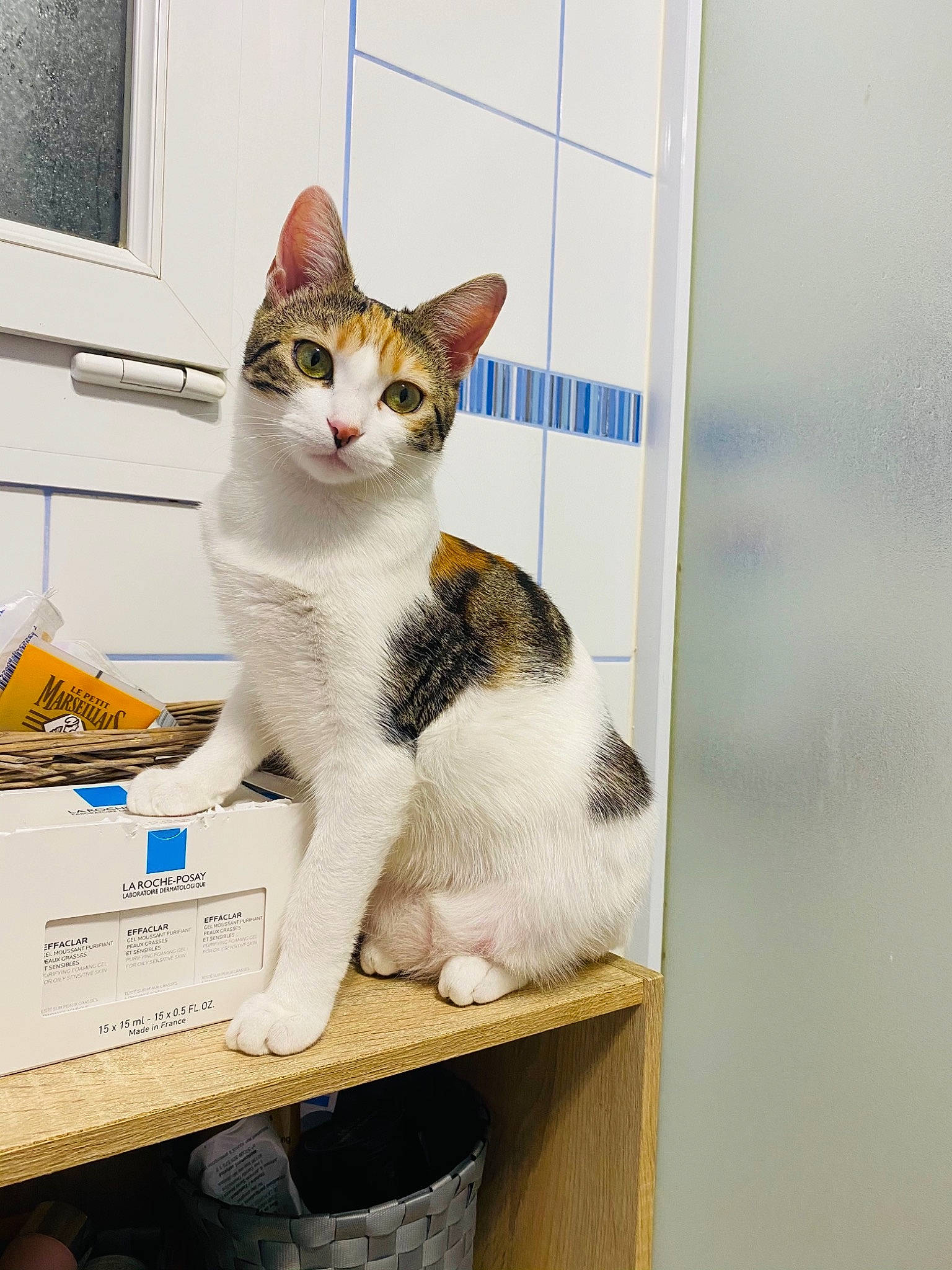 Rina participe au concours pour gagner de l'argent avec cette photo : art, box, carnivore, cat, domestic_short_haired_cat, felidae, paw, picture_frame, rectangle, sitting, small_to_medium_sized_cats, snout, table, tail, whiskers