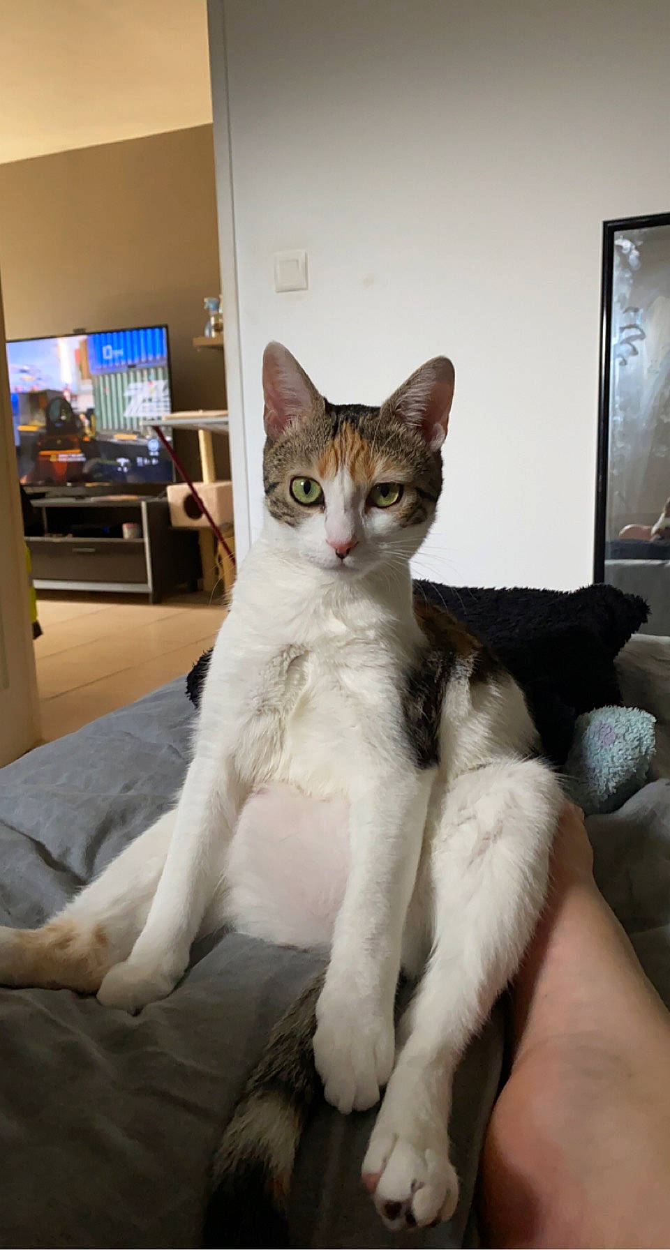 Rina participe au concours pour gagner de l'argent avec cette photo : carnivore, cat, chair, claw, comfort, domestic_short_haired_cat, door, felidae, foot, fur, paw, picture_frame, sitting, small_to_medium_sized_cats, snout, tail, terrestrial_animal, whiskers, window