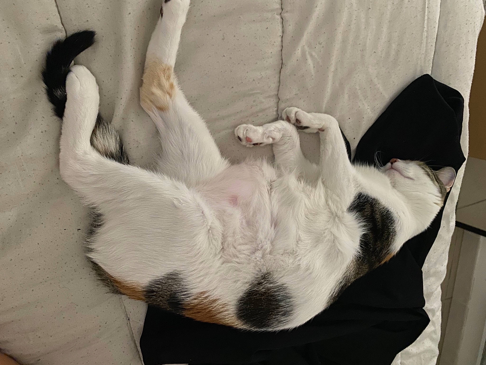 Rina participe au concours pour gagner de l'argent avec cette photo : canidae, carnivore, comfort, companion_dog, dog, dog_breed, ear, fawn, felidae, fur, grey, human_leg, mammal, paw, small_to_medium_sized_cats, snout, sporting_group, tail, vertebrate, whiskers