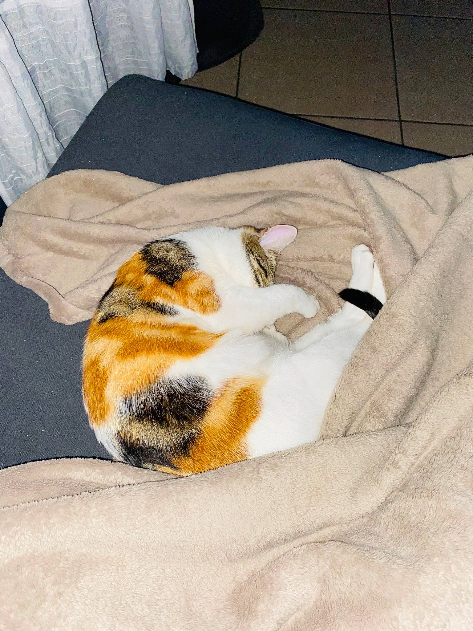 Rina participe au concours pour gagner de l'argent avec cette photo : carnivore, cat, comfort, companion_dog, couch, domestic_short_haired_cat, fawn, felidae, flooring, fur, grey, hardwood, linens, room, small_to_medium_sized_cats, tail, terrestrial_animal, textile, whiskers, wood