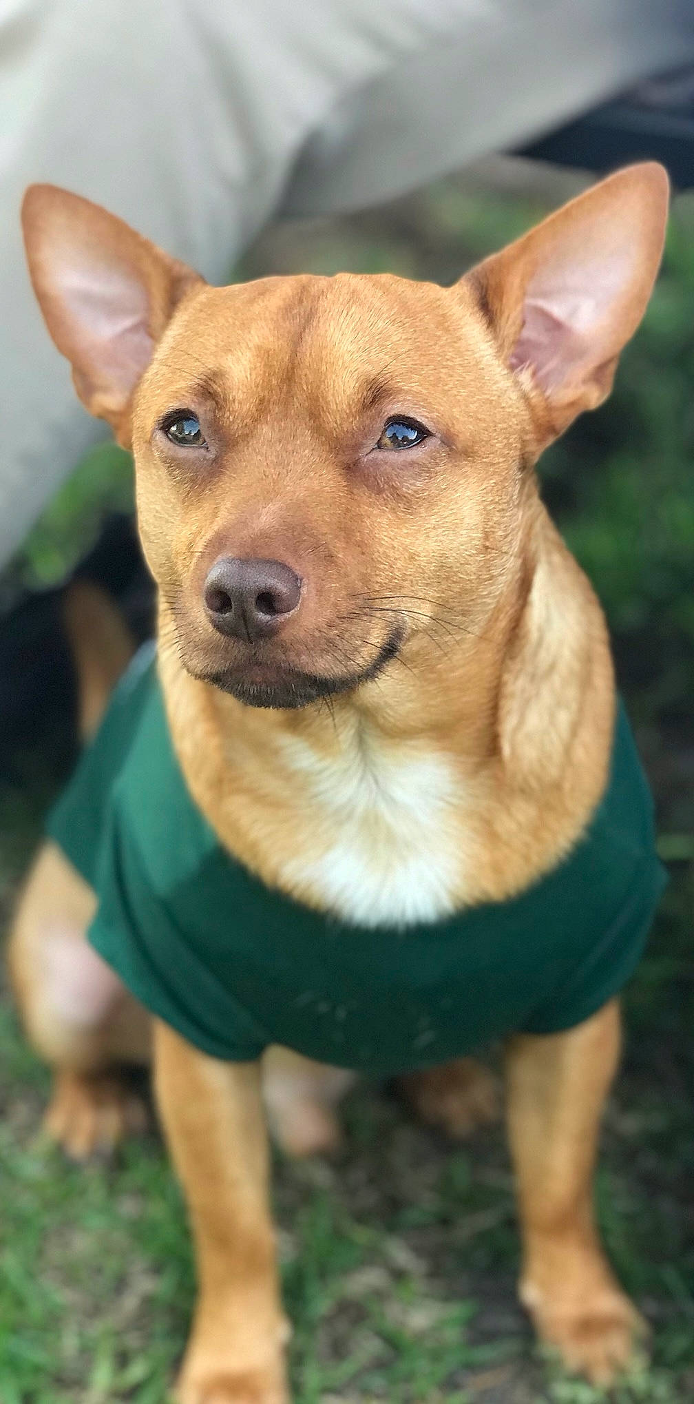 Ace joined the competition — help win amazing prizes! ancient_dog_breeds, canidae, carnivore, collar, companion_dog, dog, dog_breed, dog_clothes, dog_supply, fawn, green, pet_supply, snout, sporting_group, whiskers, working_animal