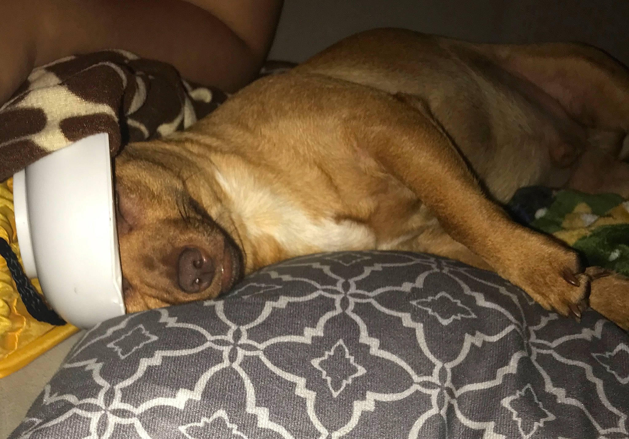 Ace joined the competition — help win amazing prizes! beige, canidae, carnivore, comfort, companion_dog, dog, dog_breed, dog_supply, fawn, linens, liver, mammal, nap, paw, sleep, snout, sporting_group, terrestrial_animal, working_animal, working_dog