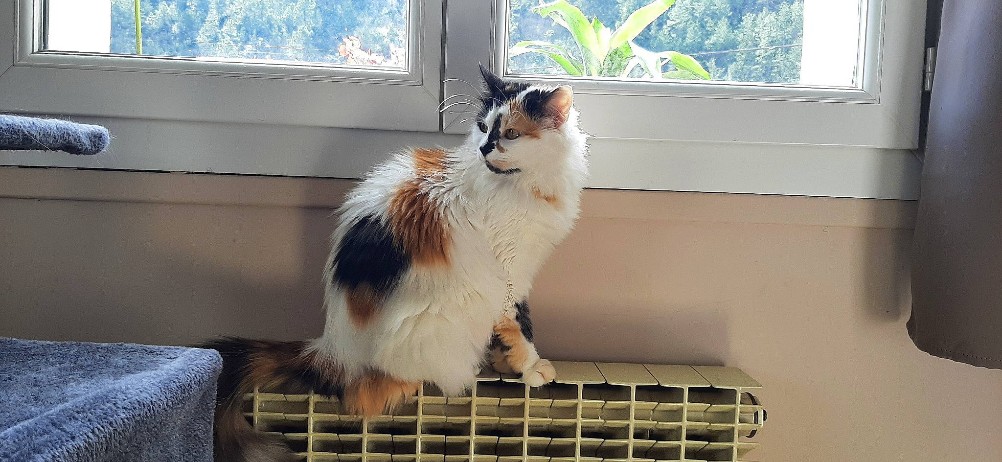 Nina a rejoint le concours — aidez-le/la à gagner de superbes lots ! british_longhair, carnivore, cat, daylighting, felidae, fixture, fur, paw, pet_supply, plant, sash_window, small_to_medium_sized_cats, snout, tail, terrestrial_animal, whiskers, window, wood