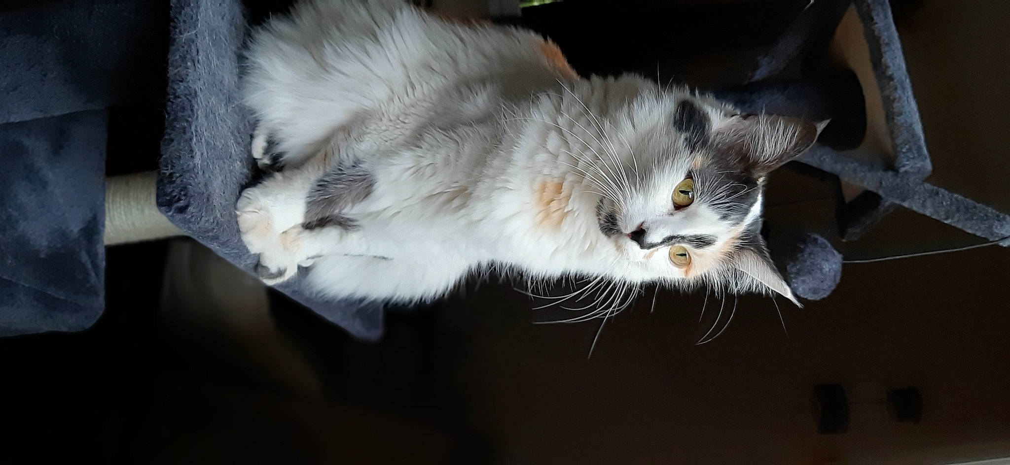 Nina a rejoint le concours — aidez-le/la à gagner de superbes lots ! carnivore, cat, claw, domestic_short_haired_cat, felidae, fur, grey, paw, small_to_medium_sized_cats, snout, tail, whiskers