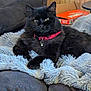 Fuzzy is registered to the contest to win money with this photo: animal, black_cat, blanket, cat, collar, couch, cozy, domestic_animal, ears, feline, fluffy, furniture, home, indoor, living_room, pet, relaxing, resting, tabby, whiskers
