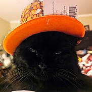 Fuzzy joined the competition — help win amazing prizes! black_cat, cap, carnivore, cat, comfort, costume_hat, domestic_short_haired_cat, fashion_accessory, felidae, fur, hat, orange, plant, small_to_medium_sized_cats, snapshot, snout, sun_hat, terrestrial_animal, vegetable, whiskers