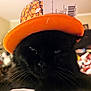 Fuzzy joined the competition — help win amazing prizes! black_cat, cap, carnivore, cat, comfort, costume_hat, domestic_short_haired_cat, fashion_accessory, felidae, fur, hat, orange, plant, small_to_medium_sized_cats, snapshot, snout, sun_hat, terrestrial_animal, vegetable, whiskers