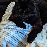 Fuzzy joined the competition — help win amazing prizes! animal, black_cat, blanket, cat, closeup, companion, cozy, cute, dark_background, feline, fur, indoor, paw, pet, relaxed, resting, sleepy, soft, texture, whiskers