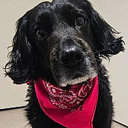 Jeena a rejoint le concours — aidez-le/la à gagner de superbes lots ! dog, black_dog, bandana, red_bandana, pet, close_up, indoor, curious, ears, fur, canine, portrait, animal, face, looking, adorable, domestic_animal, cute, muzzle, whiskers
