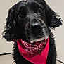 dog, black_dog, bandana, red_bandana, pet, close_up, indoor, curious, ears, fur, canine, portrait, animal, face, looking, adorable, domestic_animal, cute, muzzle, whiskers