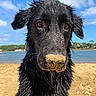 Valso participe au concours pour gagner de l'argent avec cette photo : dog, black_dog, wet_fur, sand, beach, nose, closeup, outdoor, water, sky, clouds, nature, animal, pet, curious, portrait, sunny, summer, playful, canine