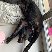 Valso participe au concours pour gagner de l'argent avec cette photo : dog, black_dog, lying_down, stretching, floor, tile_floor, rug, fluffy_rug, indoor, relaxed, pet, canine, collar, red_collar, mouth, teeth, paw, window, glass_door, home
