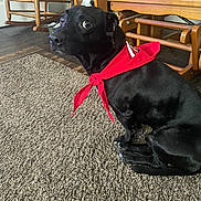 Luckey is registered to the contest to win money with this photo: dog, black_dog, bandana, red_bandana, carpet, wooden_chair, cushion, floral_pattern, indoor, pet, animal, sitting, floor, furniture, home, expression, wide_eyes, domestic, cute, alert
