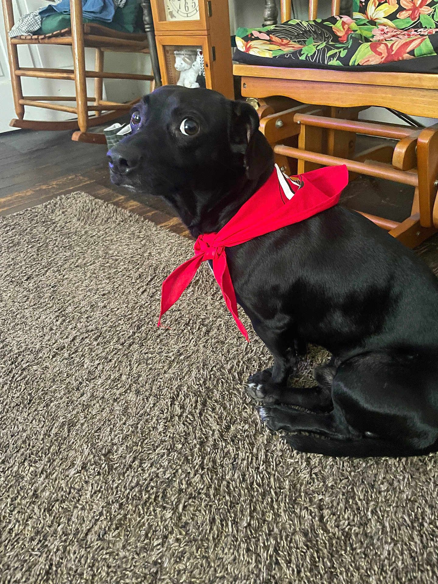 Luckey is registered to the contest to win money with this photo: dog, black_dog, bandana, red_bandana, carpet, wooden_chair, cushion, floral_pattern, indoor, pet, animal, sitting, floor, furniture, home, expression, wide_eyes, domestic, cute, alert