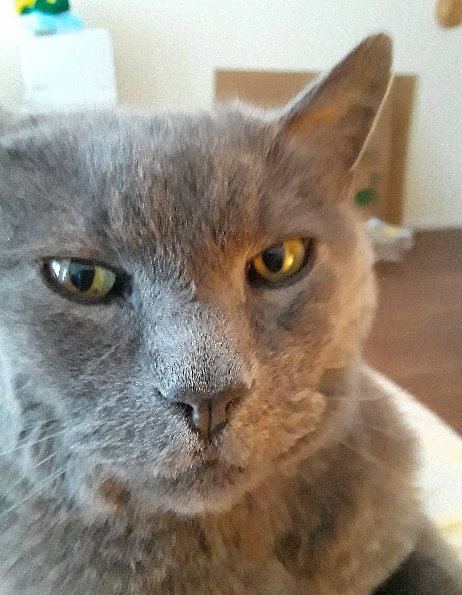 Teddy Bear is registered to the contest to win money with this photo: asian, australian_mist, british_semi_longhair, british_shorthair, burmese, carnivore, cat, chartreux, domestic_short_haired_cat, fawn, felidae, german_rex, korat, mammal, nebelung, russian_blue, small_to_medium_sized_cats, snout, vertebrate, whiskers