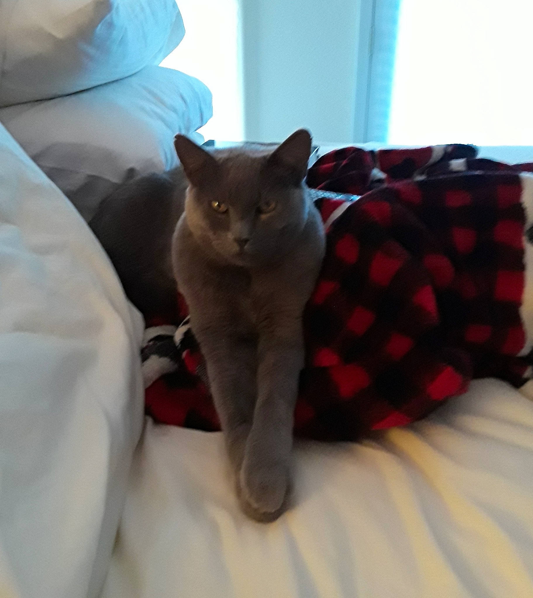 Teddy Bear joined the competition — help win amazing prizes! asian, british_shorthair, burmese, carnivore, cat, chartreux, domestic_short_haired_cat, felidae, kitten, korat, mammal, room, russian_blue, small_to_medium_sized_cats, tail, whiskers