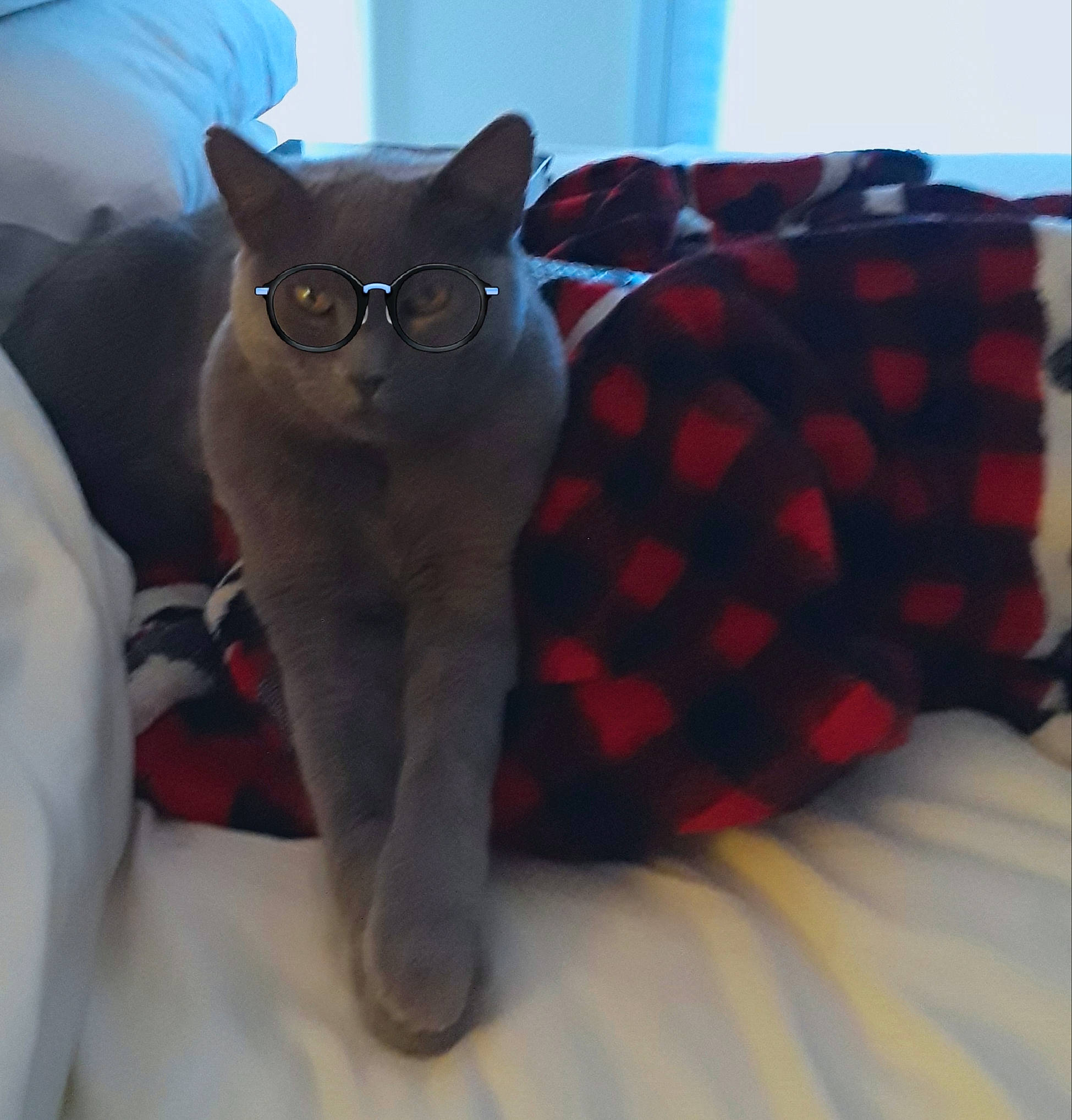 Teddy Bear is registered to the contest to win money with this photo: asian, british_shorthair, burmese, carnivore, cat, chartreux, colorpoint_shorthair, fawn, felidae, kitten, korat, mammal, russian_blue, siamese, small_to_medium_sized_cats, tail, thai, tonkinese, whiskers