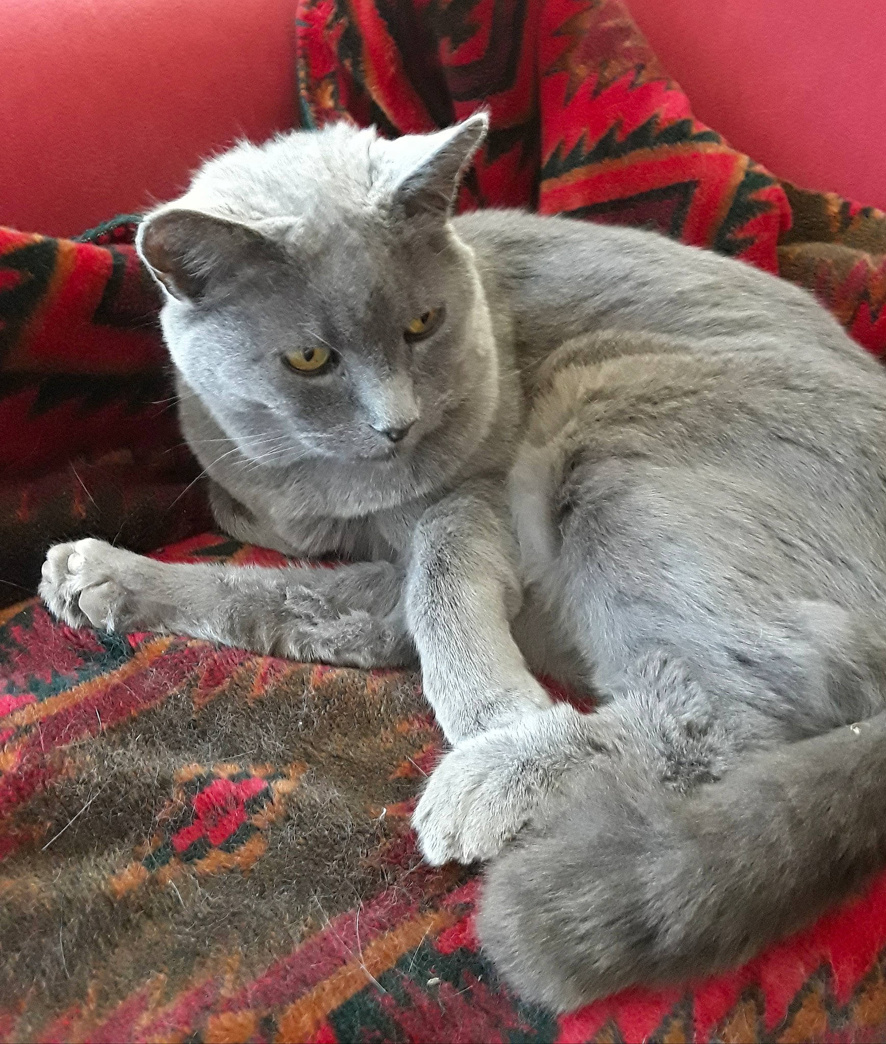 Teddy Bear joined the competition — help win amazing prizes! asian, british_shorthair, carnivore, cat, chartreux, domestic_short_haired_cat, european_shorthair, felidae, fur, kitten, mammal, nebelung, russian_blue, small_to_medium_sized_cats, vertebrate, whiskers