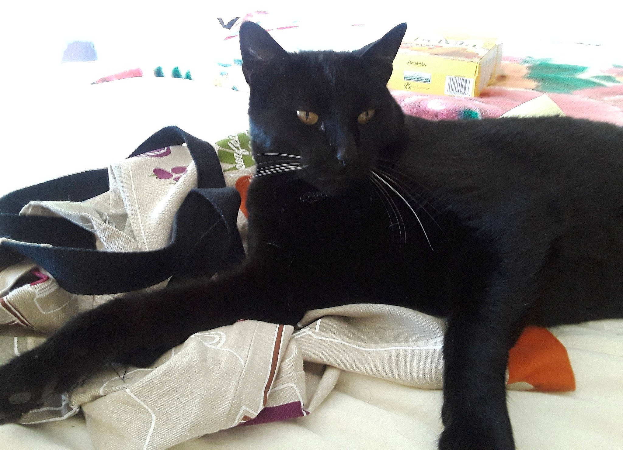 Toonz is registered to the contest to win money with this photo: asian, black, black_cat, bombay, carnivore, cat, domestic_short_haired_cat, ear, felidae, footwear, fur, kitten, leg, shoe, small_to_medium_sized_cats, tail, whiskers