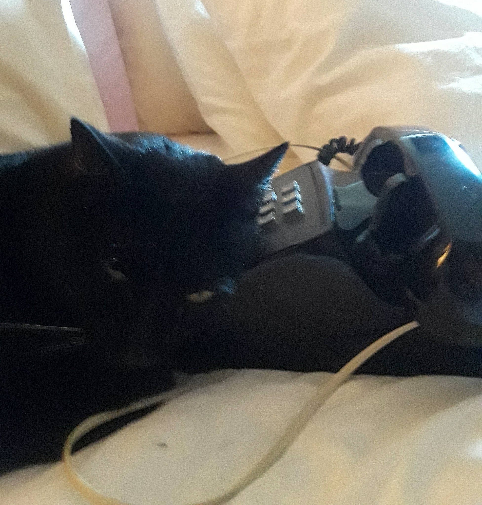 Toonz joined the competition — help win amazing prizes! athletic_shoe, black, black_cat, carnivore, cat, comfort, felidae, foot, footwear, high_heels, leg, shoe, small_to_medium_sized_cats, thigh, whiskers