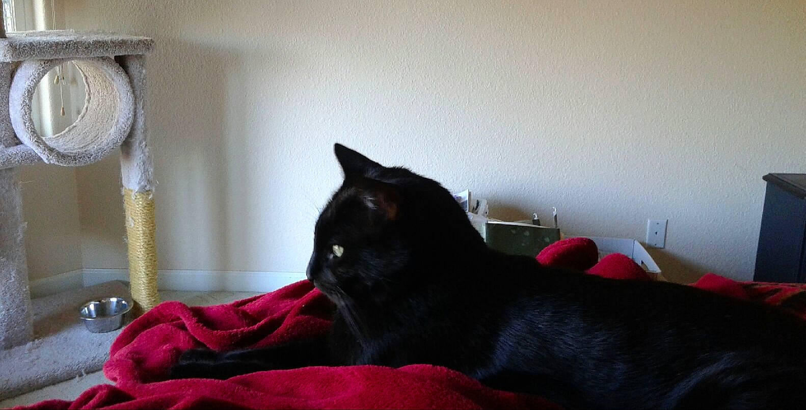 Toonz joined the competition — help win amazing prizes! asian, black_cat, carnivore, cat, chartreux, comfort, domestic_short_haired_cat, felidae, furniture, kitten, room, small_to_medium_sized_cats, tail, whiskers