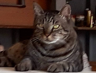 Peetie joined the competition — help win amazing prizes! american_shorthair, asian, bengal, british_shorthair, california_spangled, carnivore, cat, domestic_short_haired_cat, dragon_li, european_shorthair, felidae, mammal, ocicat, pixie_bob, small_to_medium_sized_cats, snout, tabby_cat, vertebrate, whiskers, wildlife