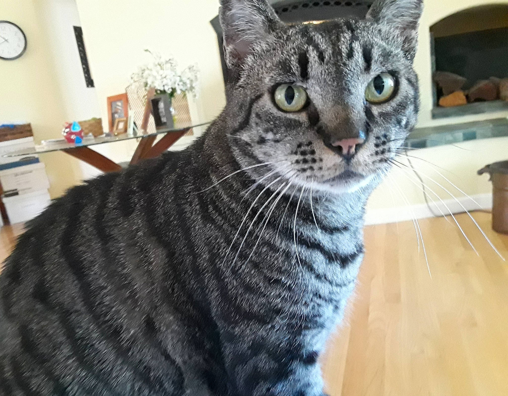 Peetie is registered to the contest to win money with this photo: aegean_cat, american_shorthair, american_wirehair, asian, australian_mist, california_spangled, carnivore, cat, domestic_short_haired_cat, dragon_li, egyptian_mau, european_shorthair, felidae, mammal, ocicat, small_to_medium_sized_cats, snout, tabby_cat, vertebrate, whiskers