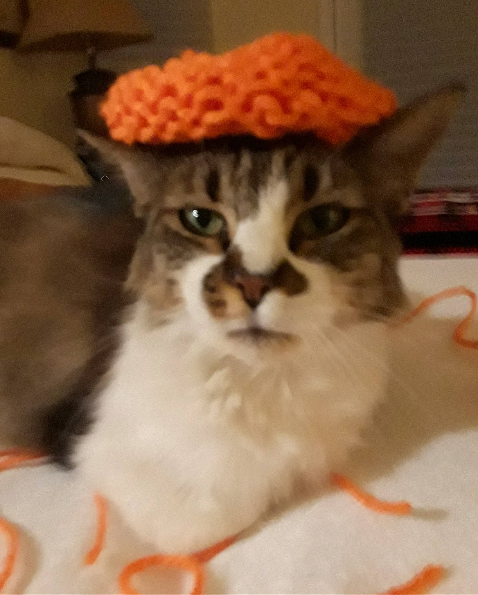 Izza joined the competition — help win amazing prizes! aegean_cat, american_wirehair, asian, carnivore, cat, domestic_long_haired_cat, domestic_short_haired_cat, felidae, fur, hat, headgear, kitten, munchkin, norwegian_forest_cat, ragamuffin, siberian, small_to_medium_sized_cats, whiskers