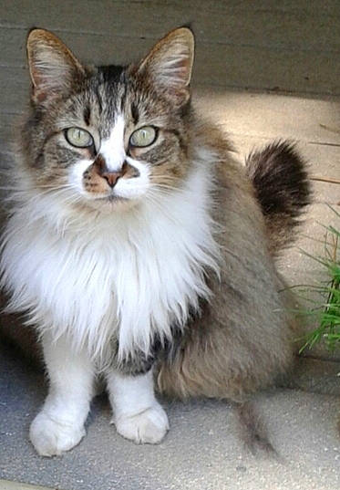 Izza joined the competition — help win amazing prizes! aegean_cat, american_curl, asian_semi_longhair, british_semi_longhair, carnivore, cat, cymric, domestic_long_haired_cat, felidae, kitten, kurilian_bobtail, maine_coon, mammal, norwegian_forest_cat, ragamuffin, siberian, small_to_medium_sized_cats, turkish_angora, vertebrate, whiskers