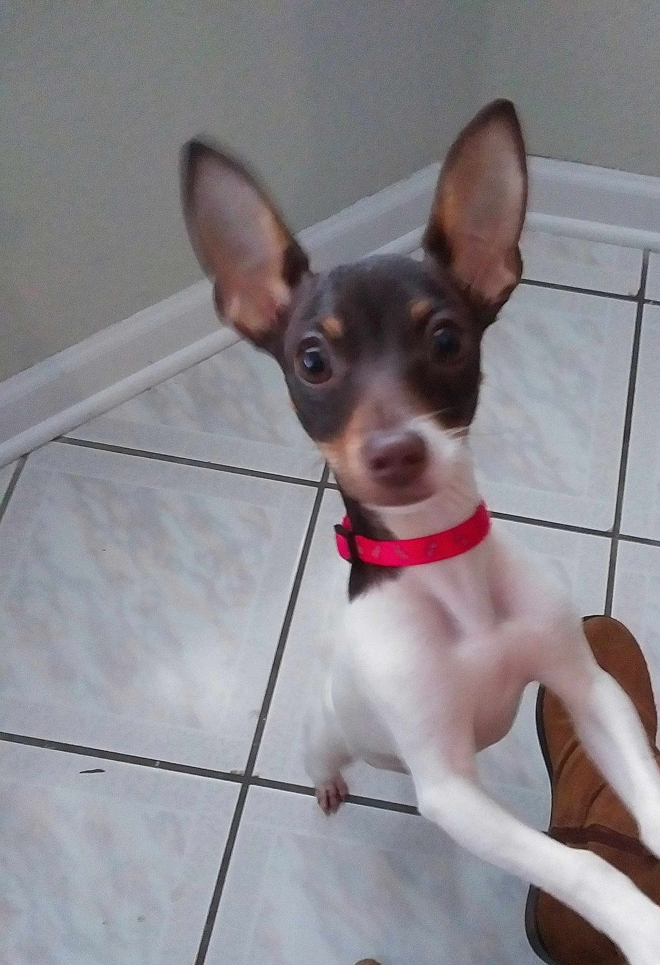 Lucy Lu is registered to the contest to win money with this photo: dog, puppy, small_dog, tile_floor, red_collar, big_ears, pointy_ears, brown_and_white, looking_up, curious, indoor, pet, paw, standing, boot, shoe, tiling, baseboard, close_up, motion_blur