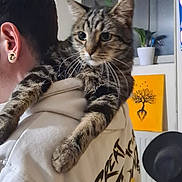 Buu participe au concours pour gagner de l'argent avec cette photo : abyssinian, accessories, adult, animal, bodypart, cat, couch, doctor, ear, earring, furniture, hair, head, jewelry, kitten, male, man, manx, person, pet