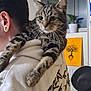 abyssinian, accessories, adult, animal, bodypart, cat, couch, doctor, ear, earring, furniture, hair, head, jewelry, kitten, male, man, manx, person, pet