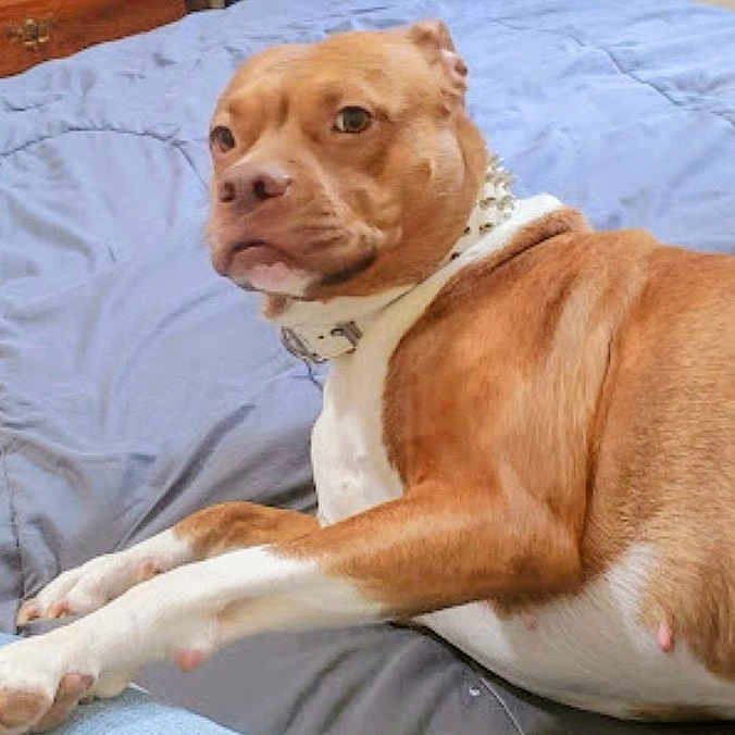 Baby joined the competition — help win amazing prizes! animal, blanket, bostonbull, boxer, bulldog, canine, dog, frenchbulldog, hound, labradorretriever, pet, pitbull, puppy, snout